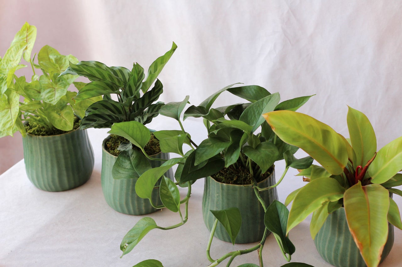Potted Plants | Thistle Tucson