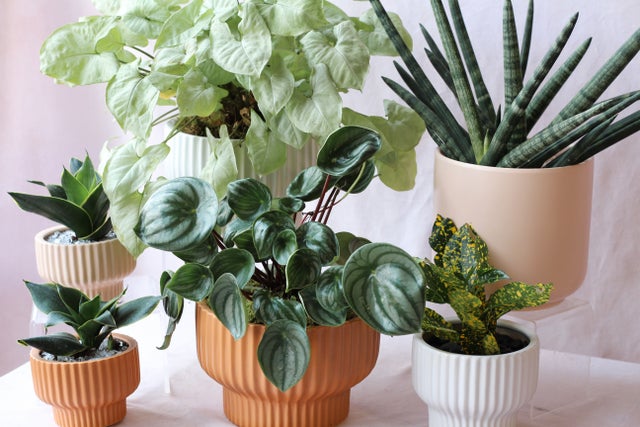 dwarf fiddle leaf fig Dwarf Fiddle Leaf Fig  Plant Detectives