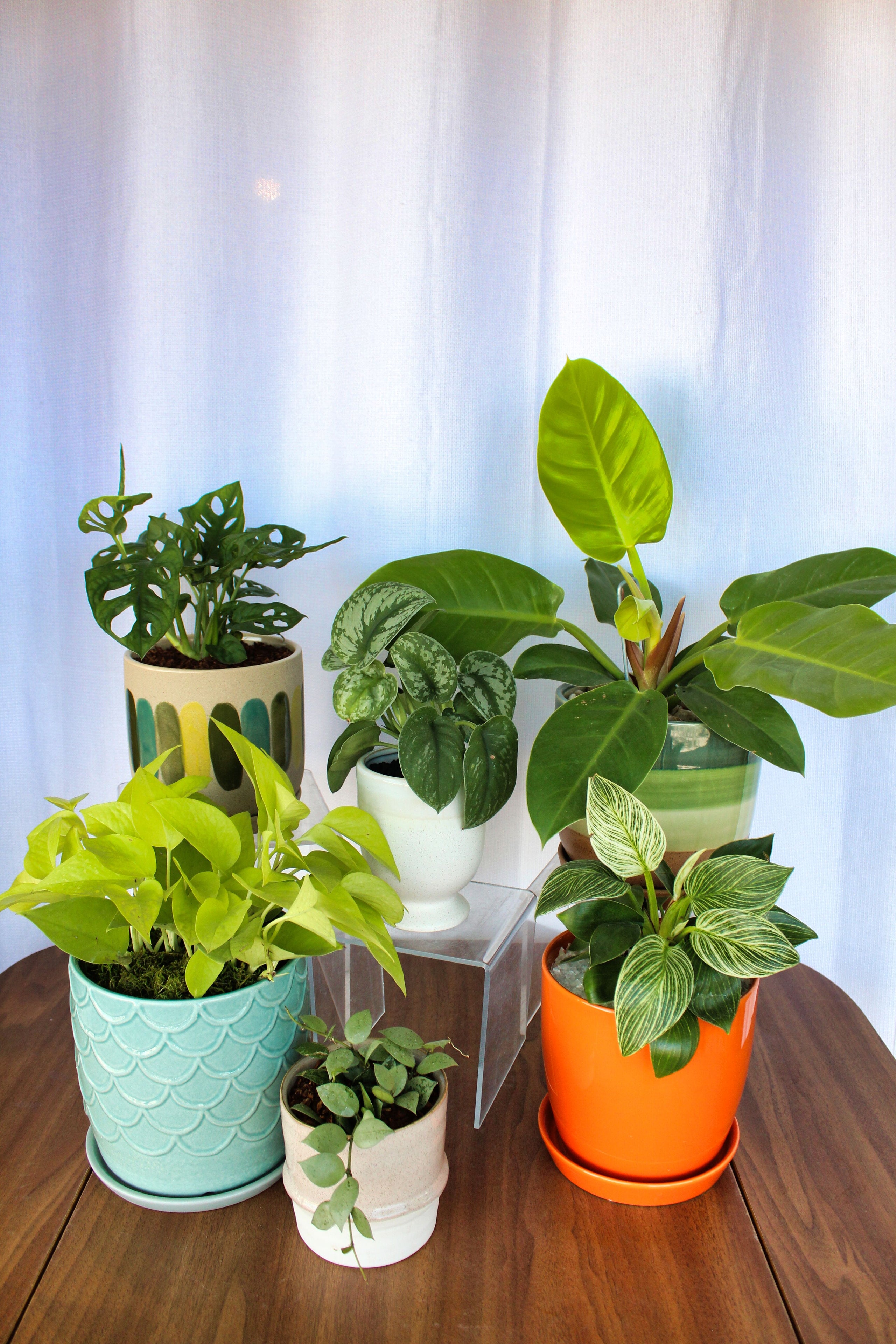 Potted Indoor Houseplant Thistle Tucson